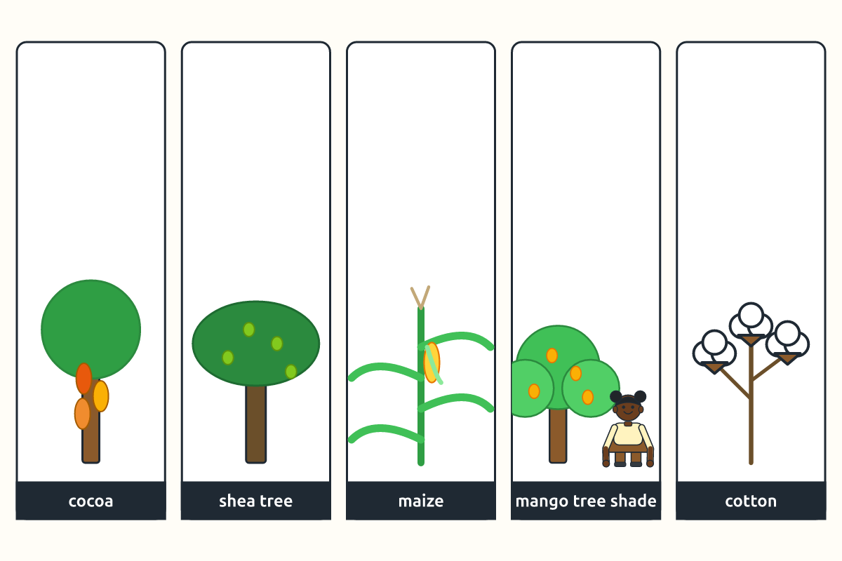 Cocoa pods, a shea tree, maize, a mango tree giving shade and cotton