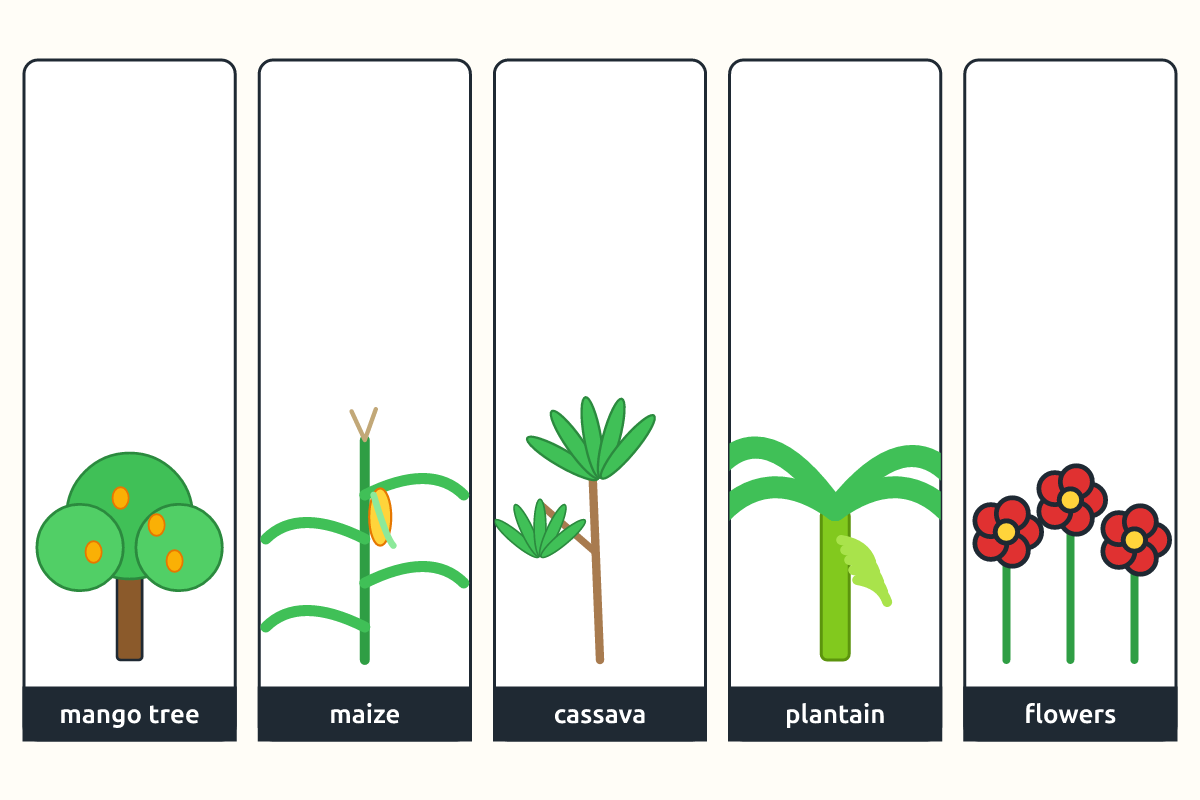 Pictures of a mango tree, maize, cassava, plantain and flowers