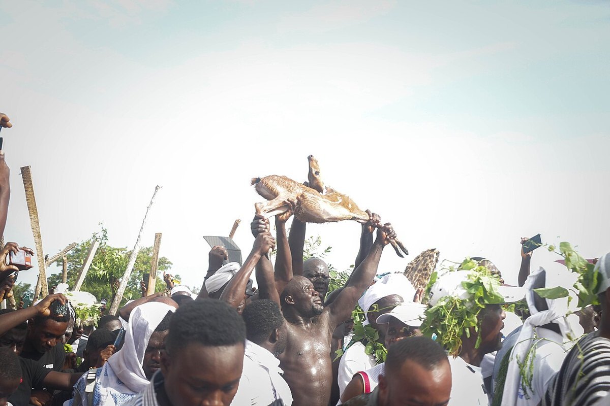 Effutu hunters carrying a live deer at the Aboakyer festival