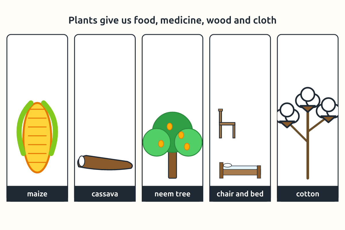 Maize, cassava, a neem tree, wooden furniture and cotton