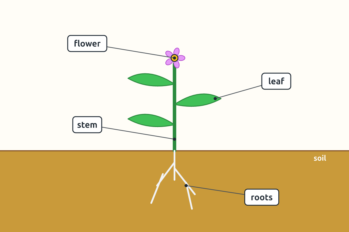 A bean plant with roots, stem, leaves and a flower labelled