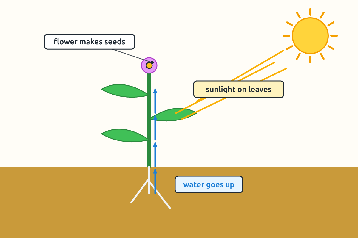 A plant with arrows showing water going up from roots and sunlight on the leaves