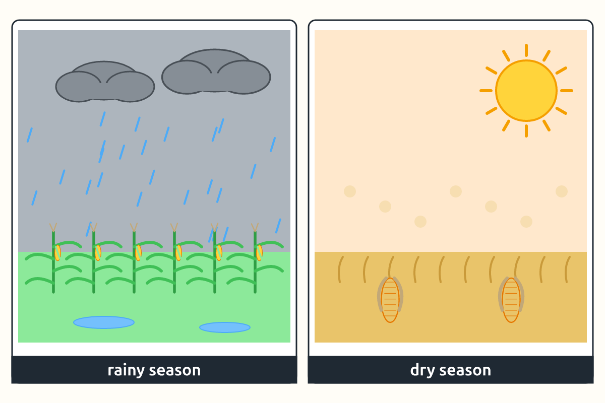 A green farm in the rain beside a dry, dusty field in the sun