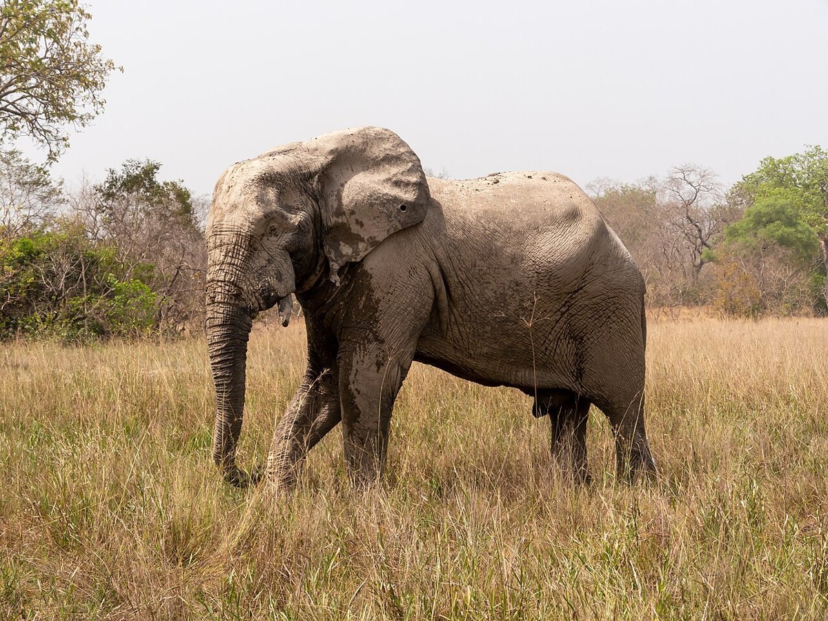 Elephants at Mole National Park