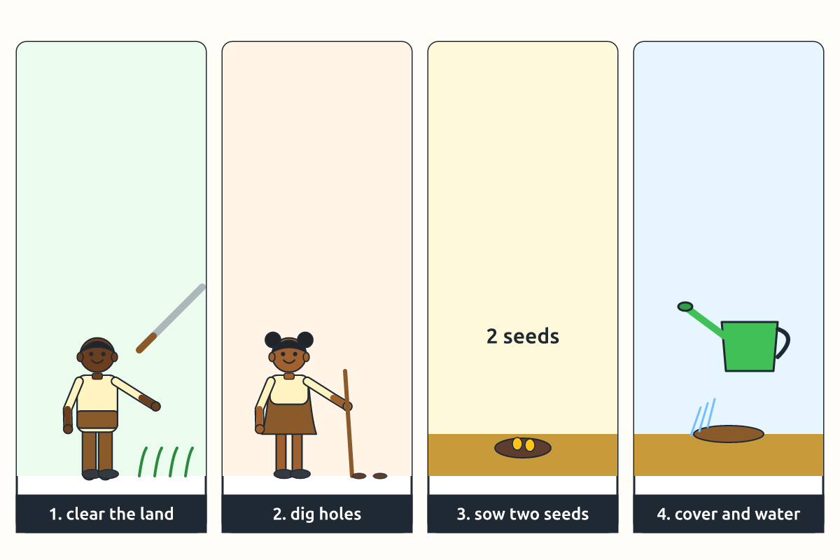 Four steps for planting maize: clear, dig holes, sow two seeds, cover and water