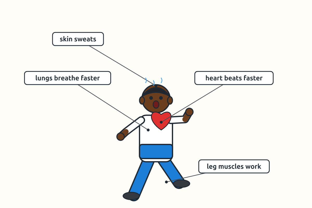 A running child with labels for faster heartbeat, faster breathing, sweating and working muscles
