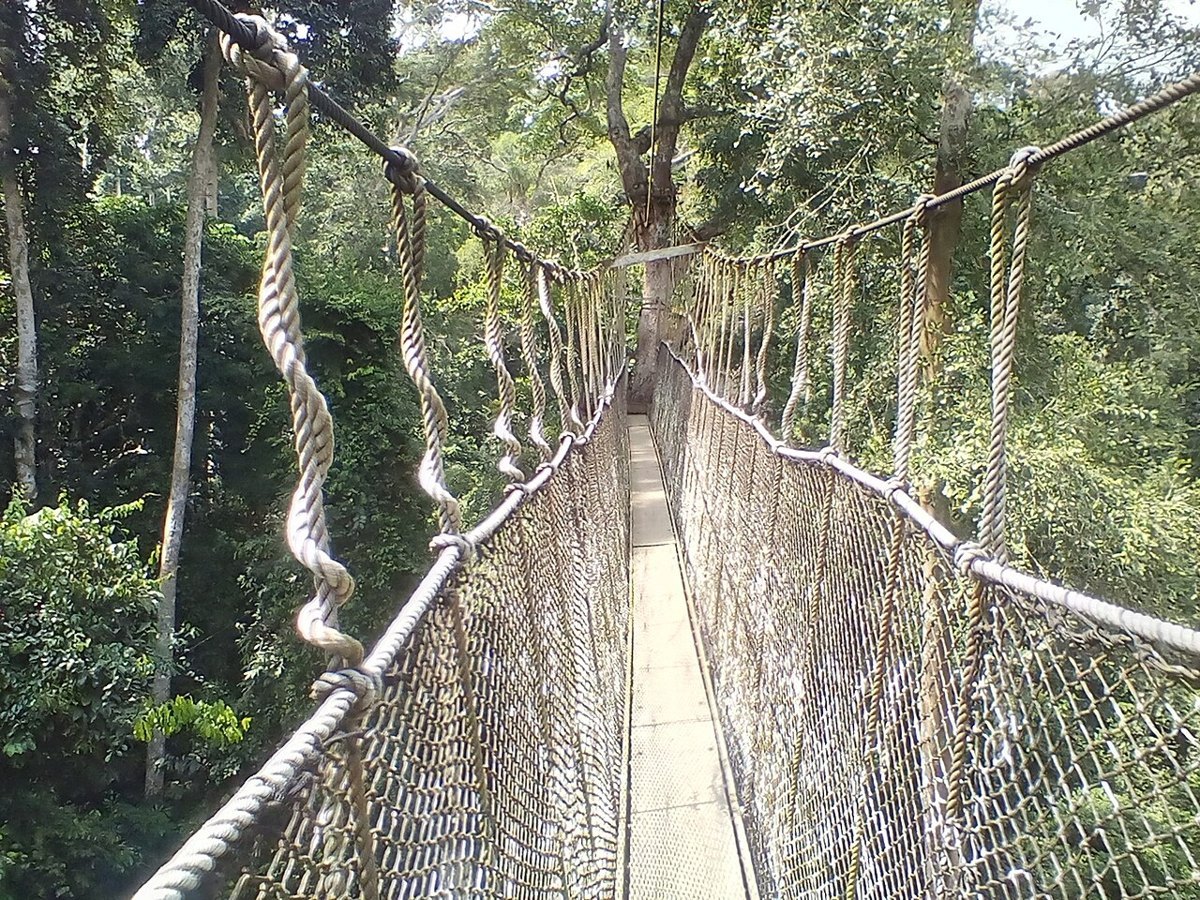 A Ghanaian forest with tall trees and wildlife