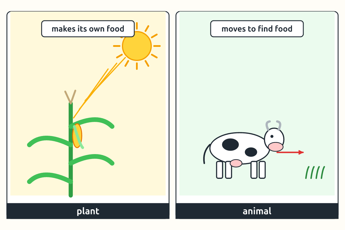 A maize plant making food in sunlight beside a cow walking to eat grass