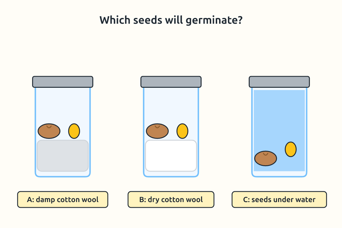Three jars of seeds on cotton wool: damp, dry and underwater