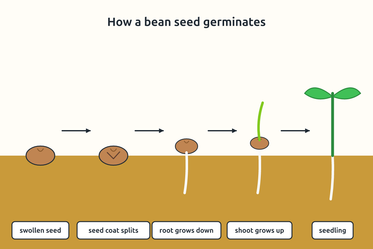 Stages of bean germination from seed to seedling