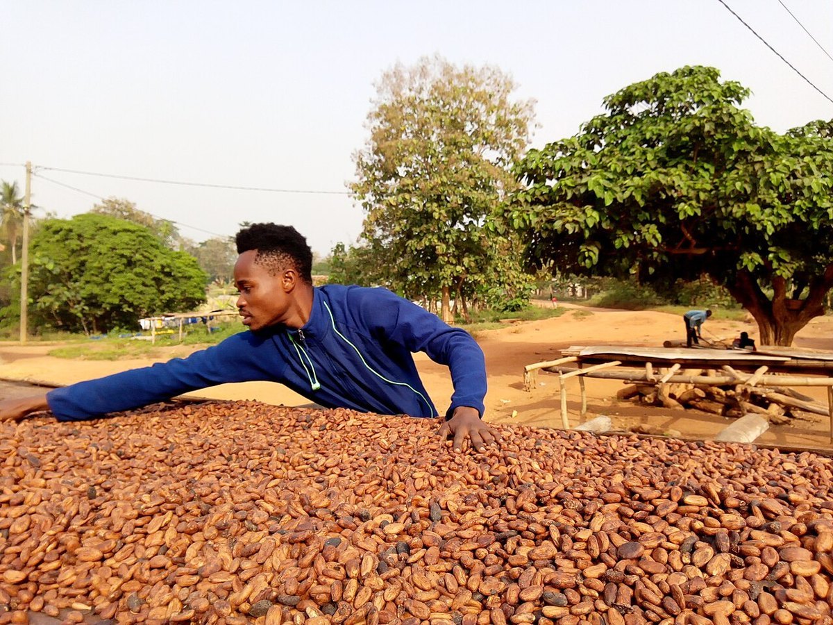 Cocoa beans drying on raised mats in the sun