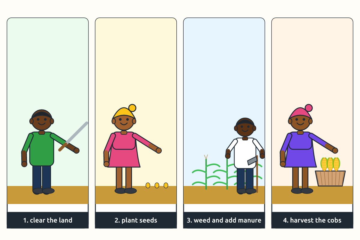Four steps of maize farming from clearing to harvesting