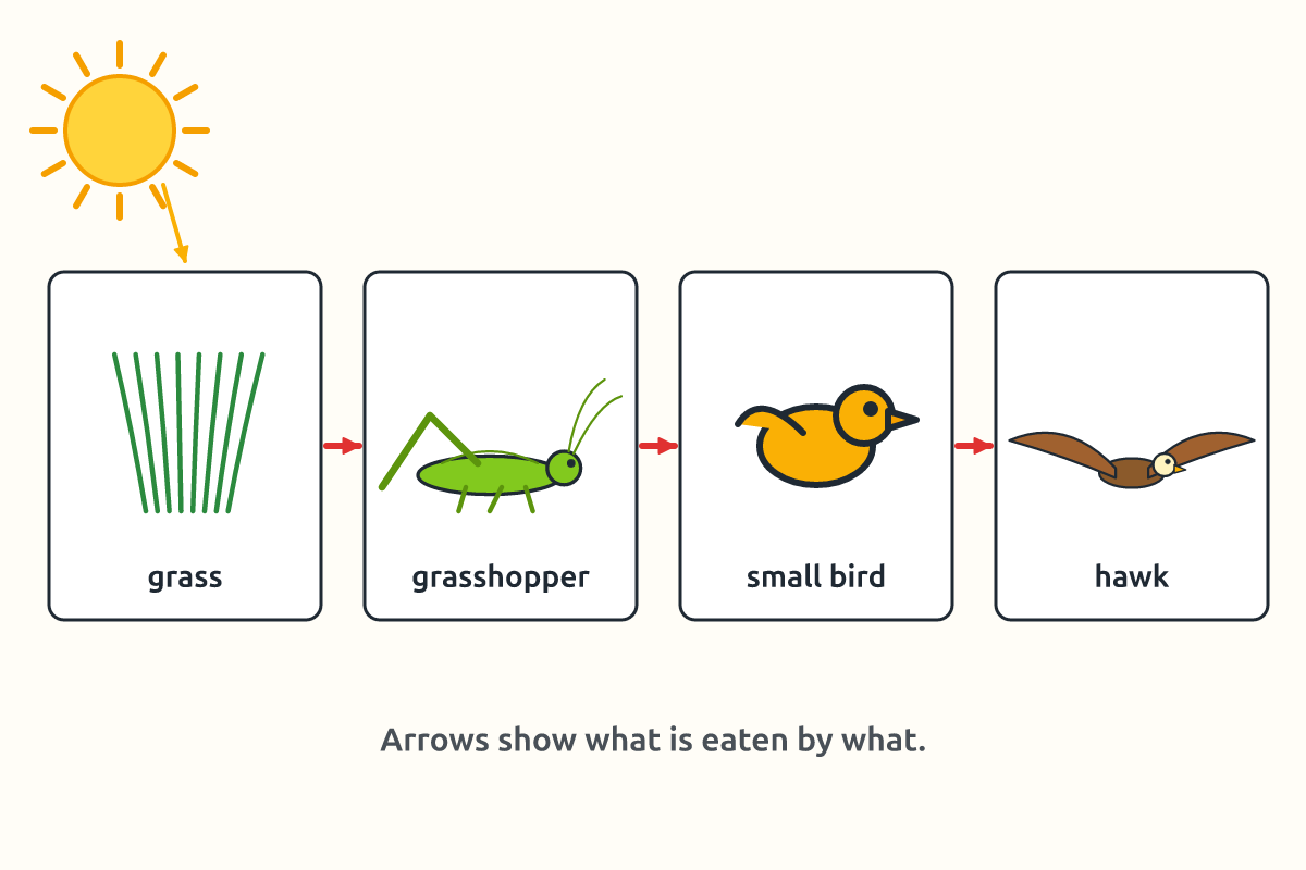 A food chain from grass to grasshopper to bird to hawk