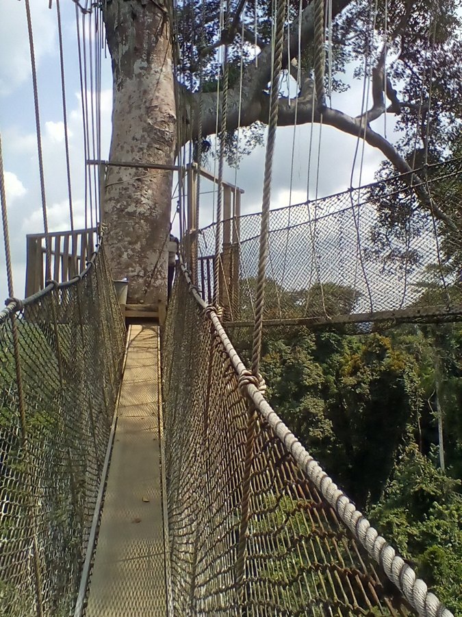 The canopy walkway at Kakum National Park