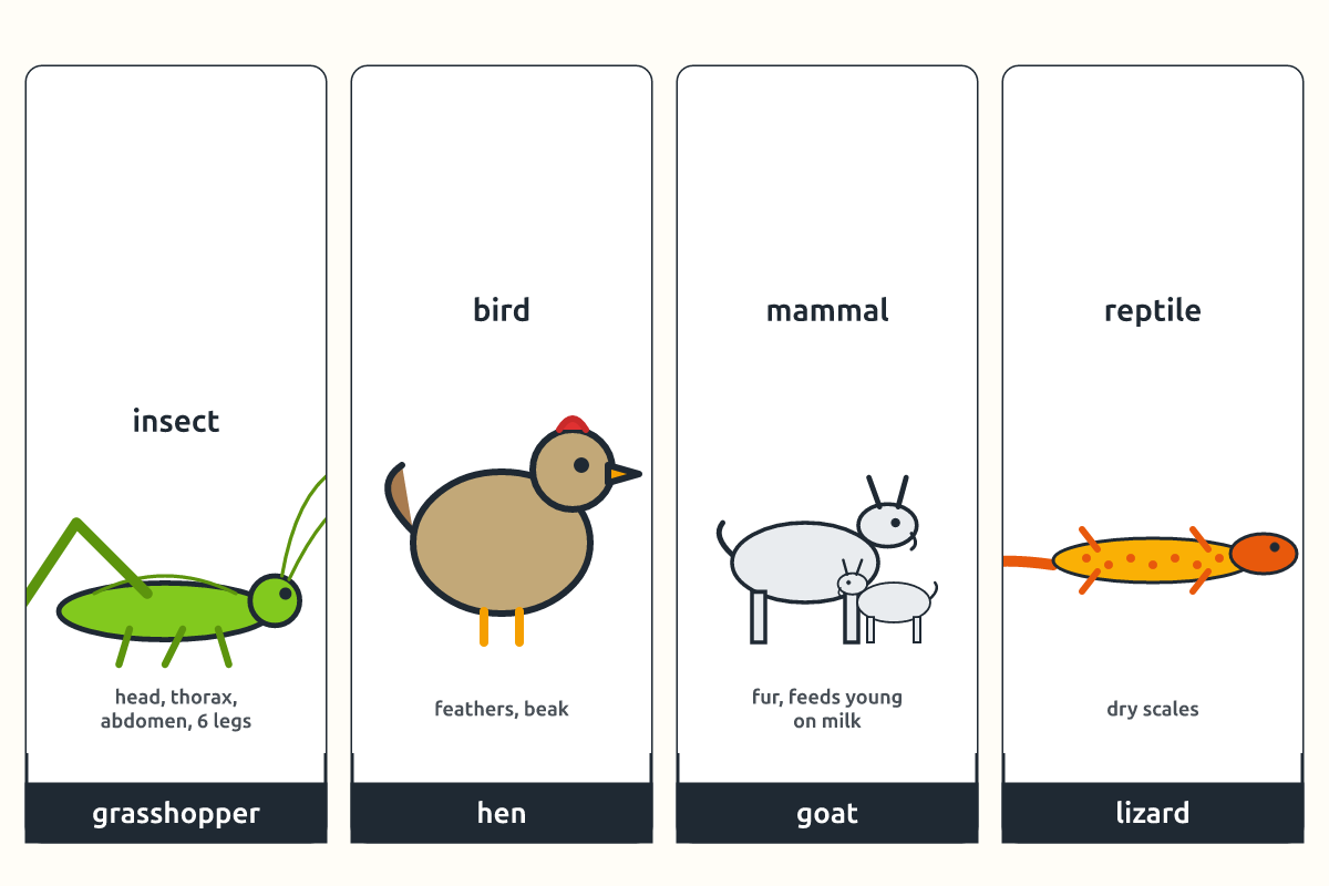 A chart showing an insect, a bird, a mammal and a reptile with their features labelled