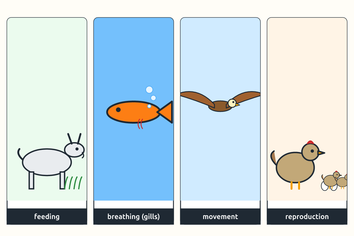 A goat eating grass, a fish breathing with gills, a bird flying and a hen with chicks