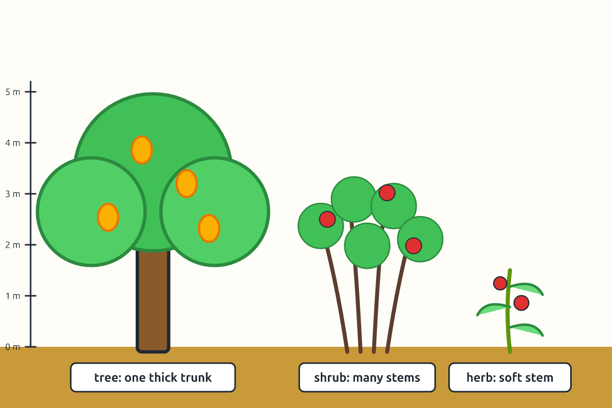 A tree, a shrub and a herb drawn side by side to show their sizes and stems