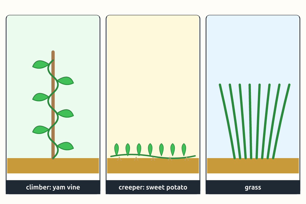 A yam vine climbing a stake, sweet potato creeping on the ground and grass