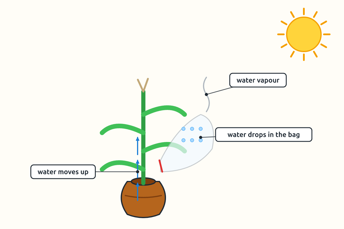 A potted maize plant with a plastic bag over its leaves showing water drops inside