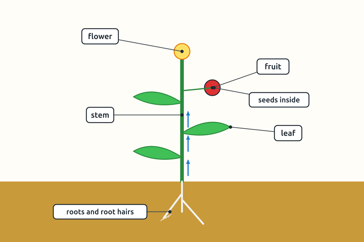 A flowering plant with roots, stem, leaves, flower, fruit and seeds labelled