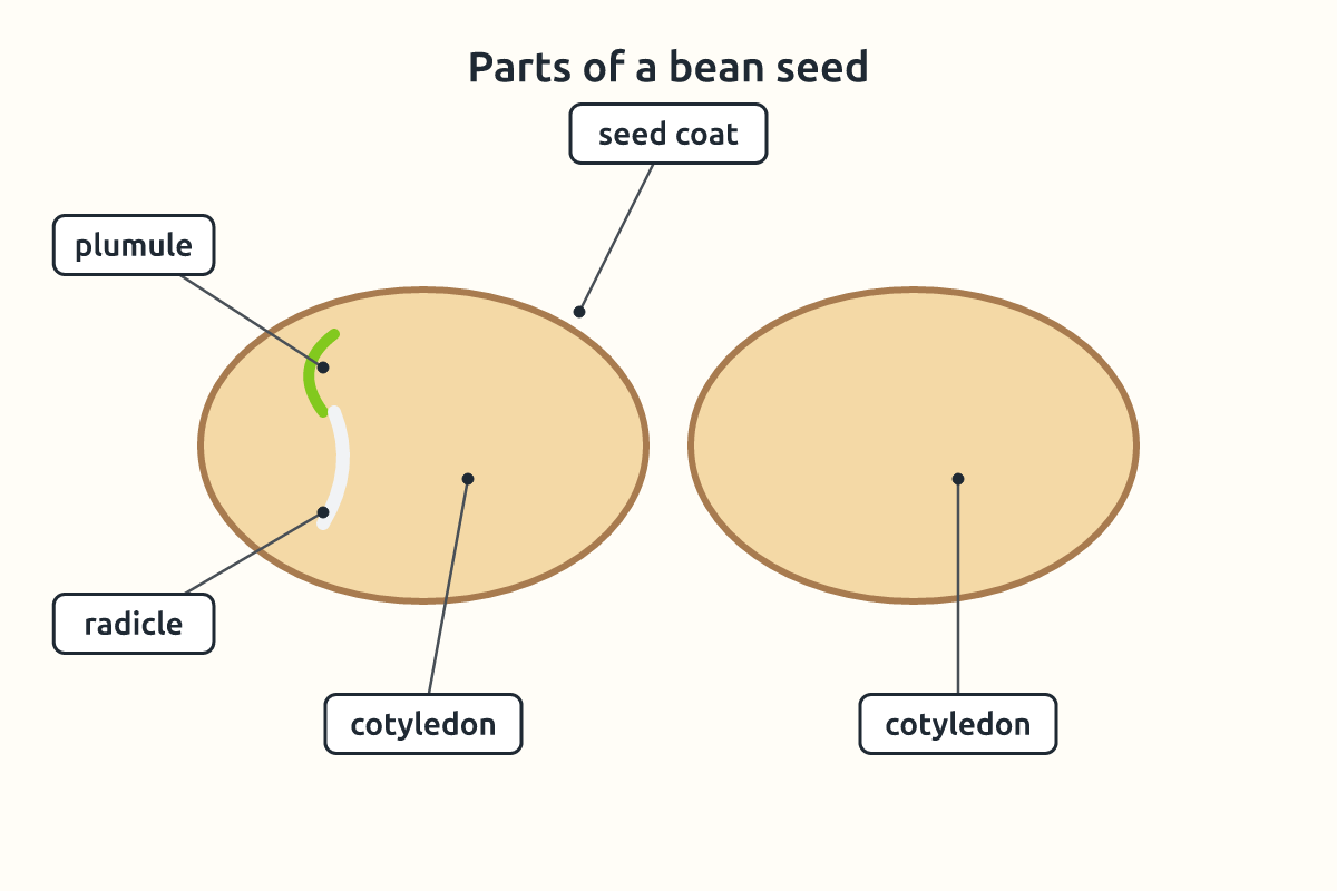 An opened bean seed showing the seed coat, cotyledons, radicle and plumule