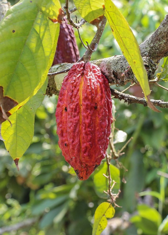 Ripe cocoa pods growing on a tree trunk