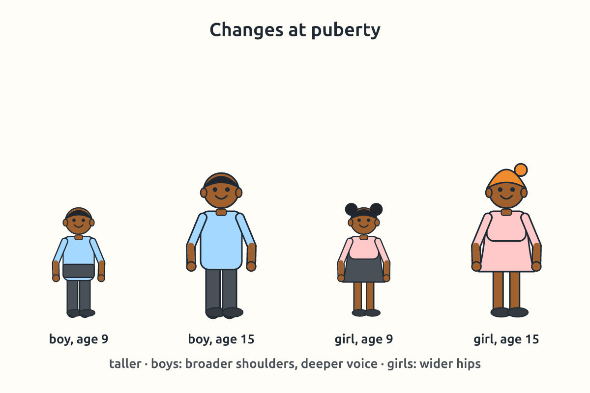 Simple outline figures of a boy and a girl before and after puberty