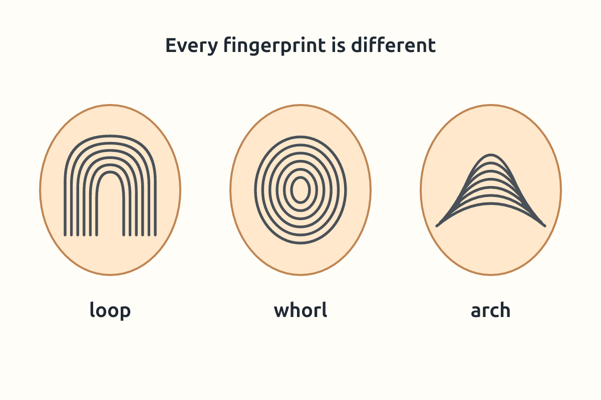 Three different fingerprints side by side showing different patterns