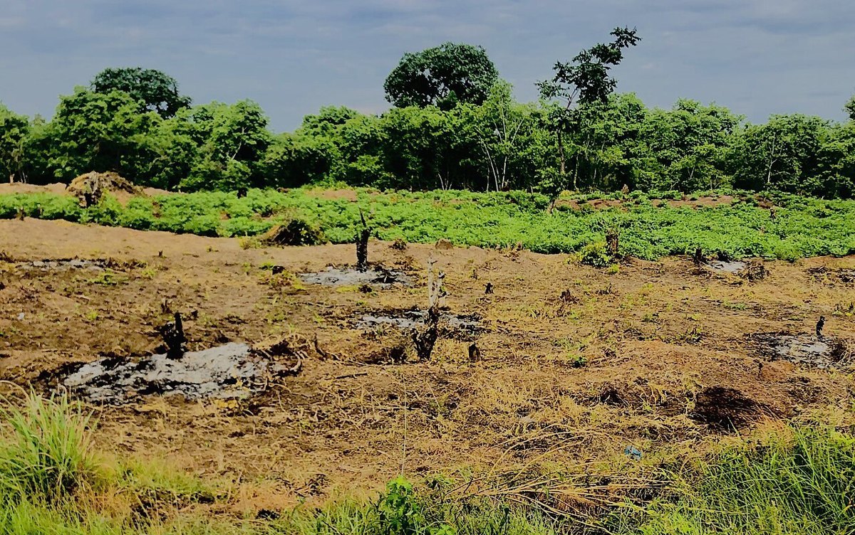 A burnt bush area with blackened ground and stumps