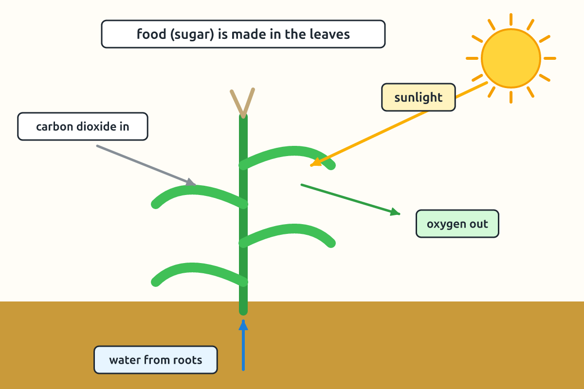 A maize plant using sunlight, water and carbon dioxide to make food and oxygen