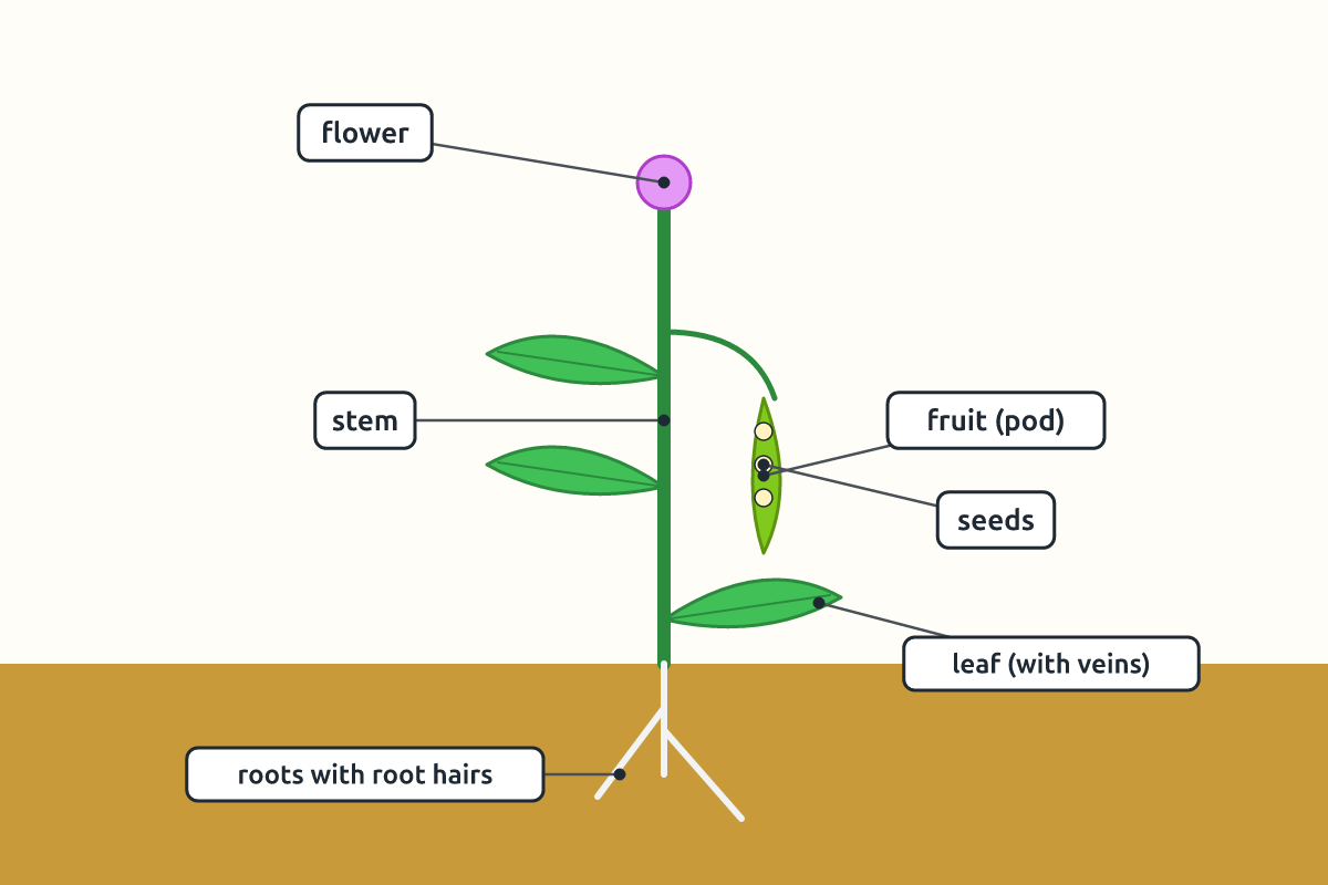 A labelled flowering plant showing root, stem, leaf, flower, fruit and seed
