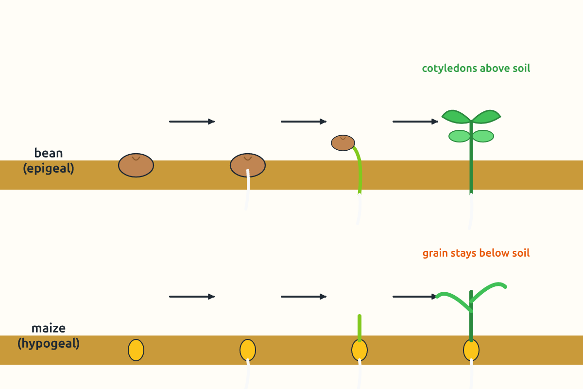 Side-by-side stages of bean (epigeal) and maize (hypogeal) germination