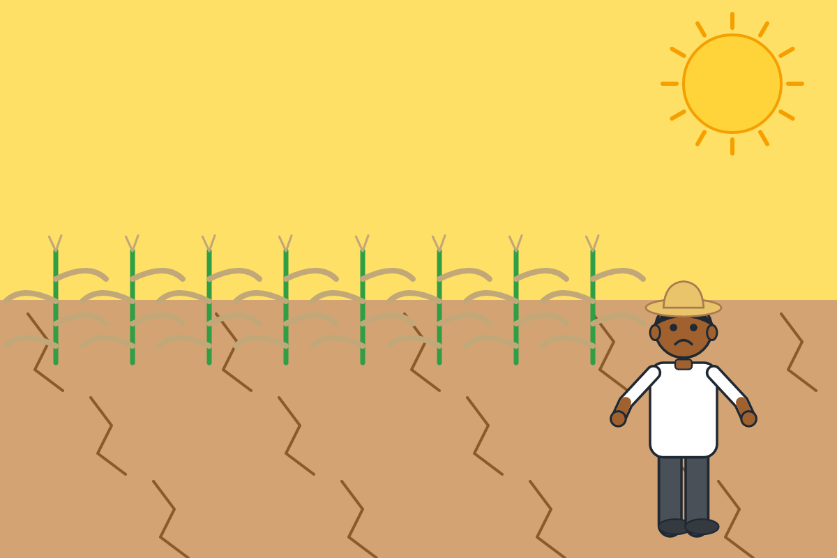 A farm with cracked soil and wilted maize during a drought