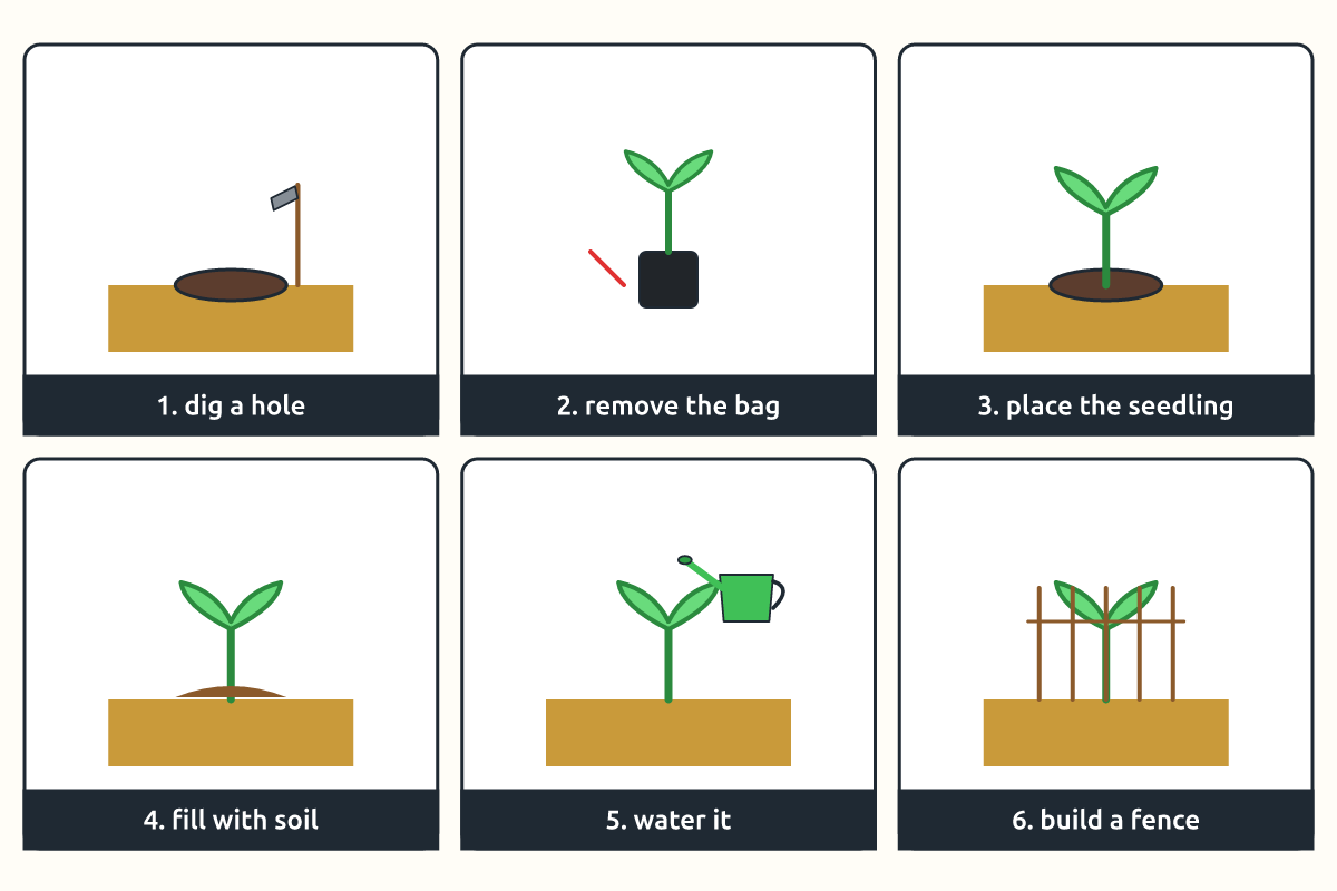 Step-by-step pictures of planting a tree seedling