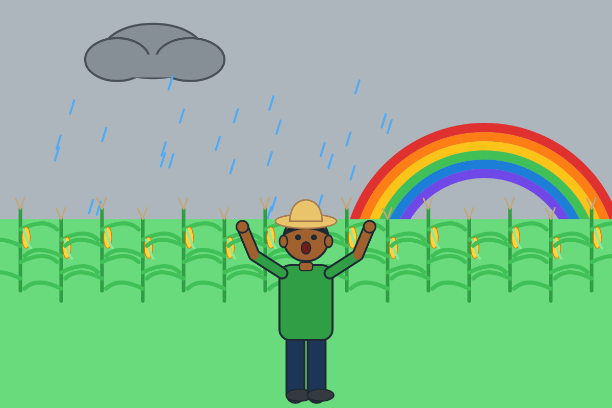 Rain falling on a green maize farm
