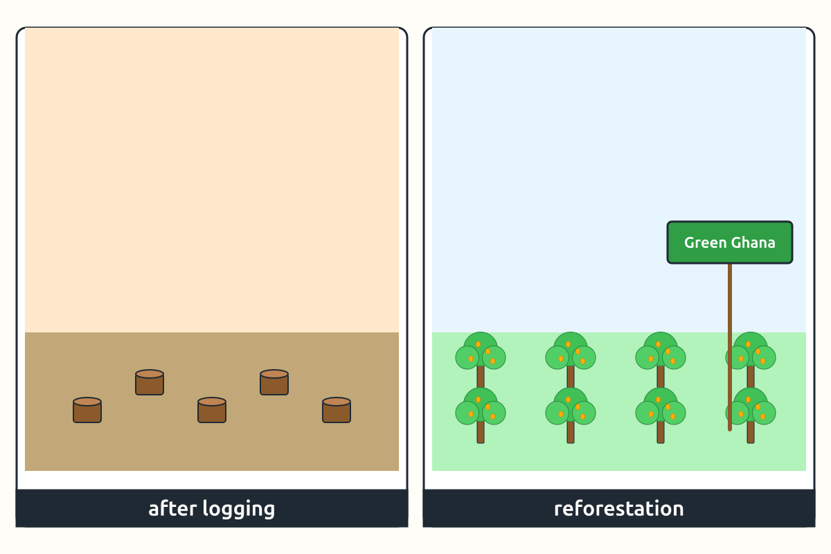 A cleared forest beside a newly planted forest area