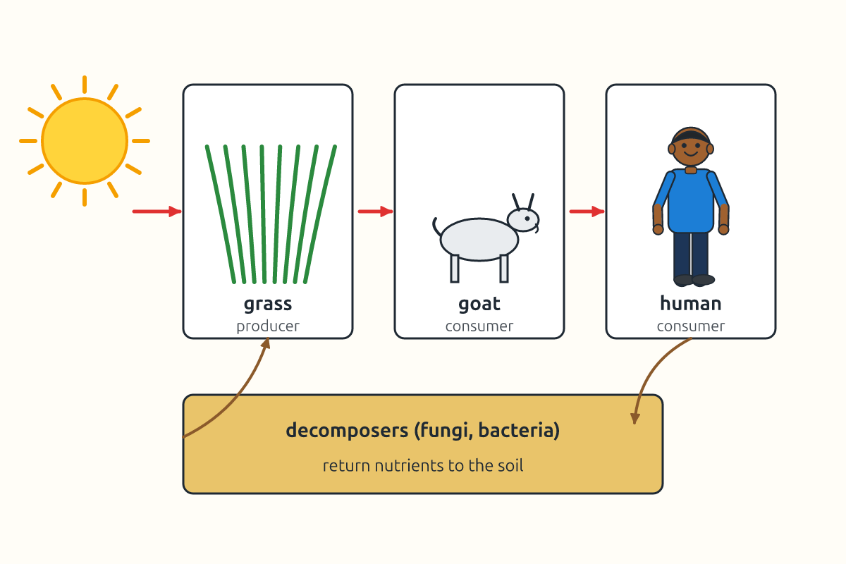 A food chain from grass to goat to human with arrows