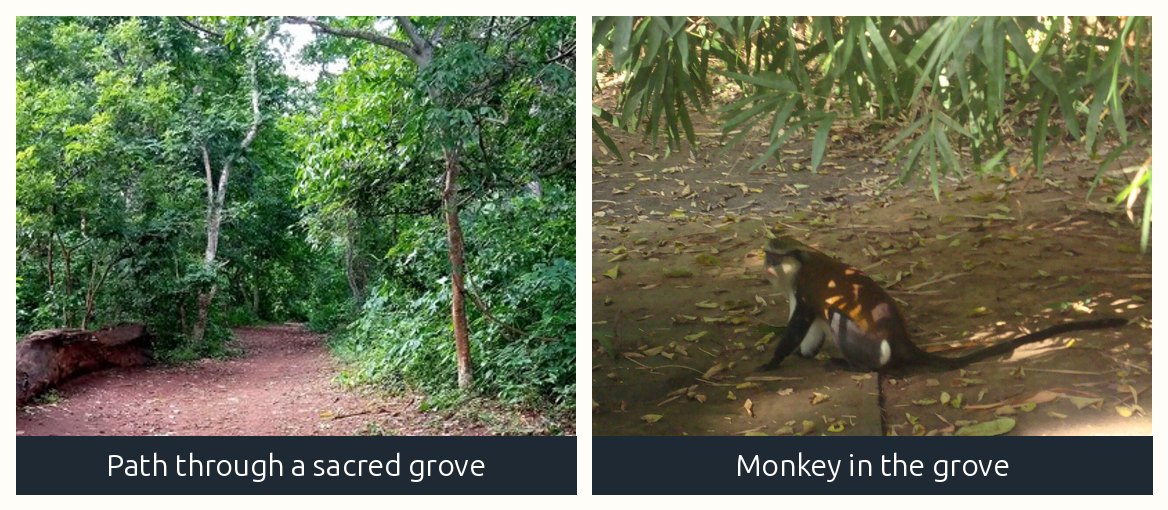 A protected sacred grove with tall old trees
