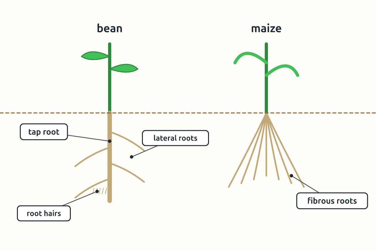 A bean plant with a tap root beside a maize plant with fibrous roots
