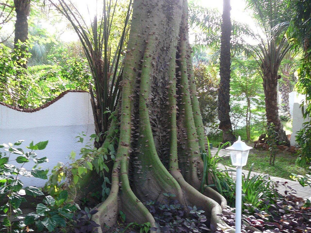 The huge buttress roots of a silk cotton tree