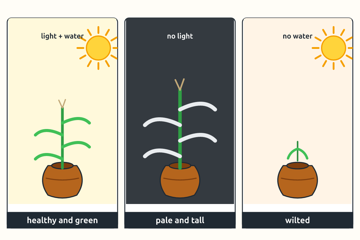 Maize seedlings grown in light, dark and without water
