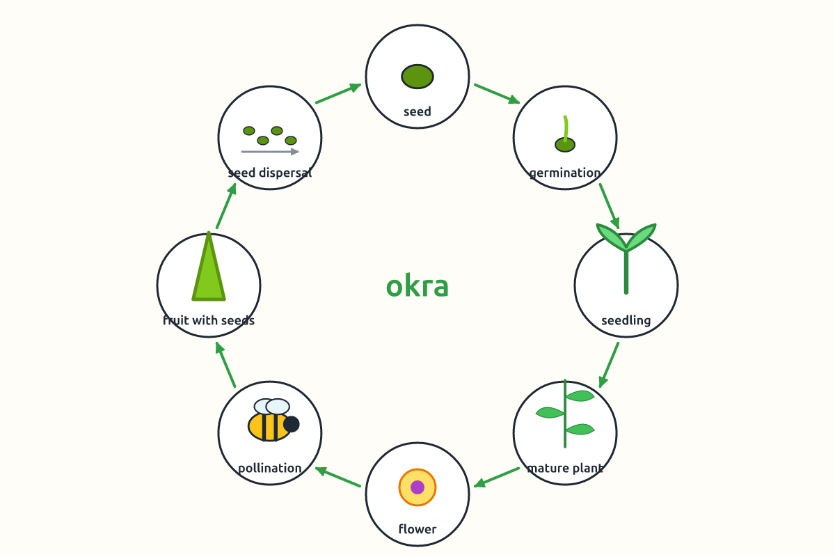 A circular diagram of the stages from seed to mature plant to fruit and seed